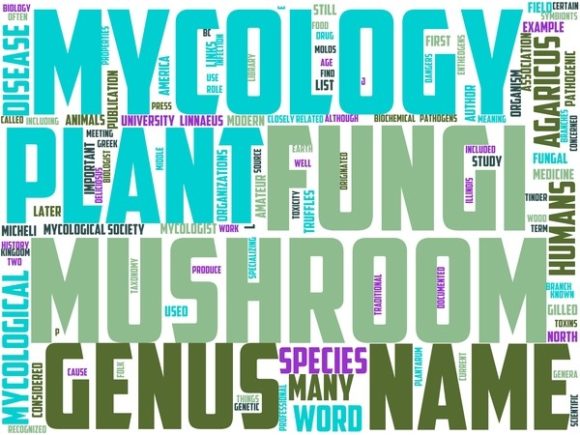 Fungology Wordart Banner – A Creative Tool for Design and Inspiration
